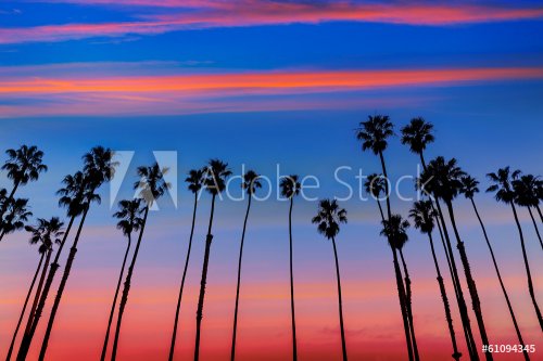 California sunset Palm tree rows in Santa Barbara