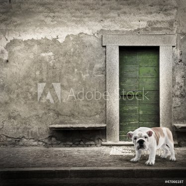 cane solitario sul marciapiede - 900907230