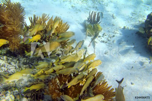 Caribbean reef Grunt fish school Mayan Riviera - 900058835