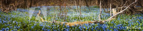 Carpet of blue flowers in spring forest