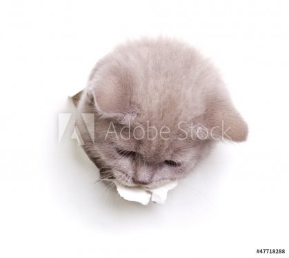 cat looking  out of the hole in paper - 901154305