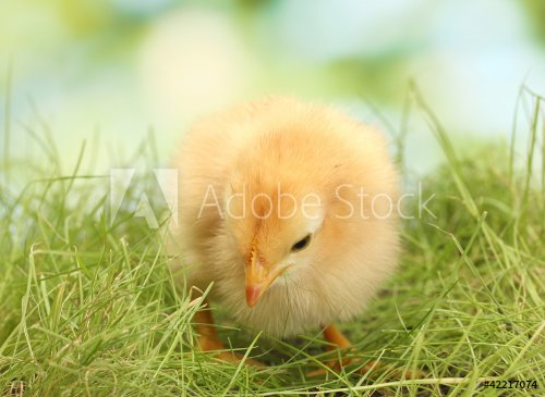chicken on green grass in garden