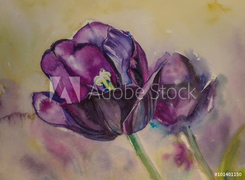 Close up of purple tulips watercolors painted.