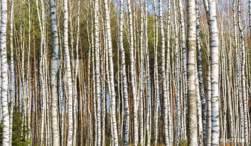 Close up of trunks of birch trees in birch forest