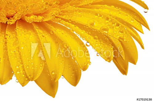 close up view of yellow daisy - 900636468