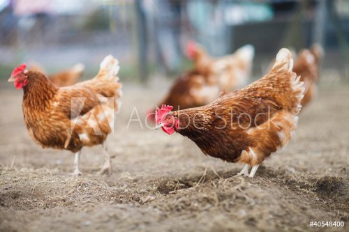 Closeup of a hen in a farmyard (Gallus gallus domesticus) - 900358577