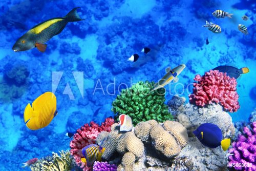 Coral and fish in the Red Sea.Egypt - 901070402