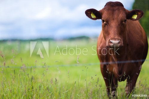 Cow standing in the field - 900444458