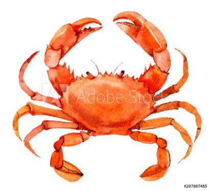 Crab isolated on white background, watercolor illustration - 901153875