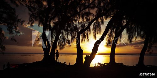 Crépuscule sous les filaos - Ile de La Réunion