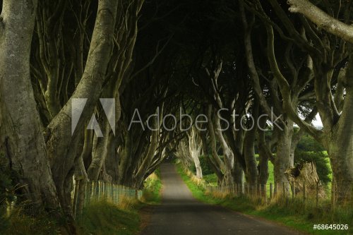 dark hedges - film location of game of thrones - 901144273