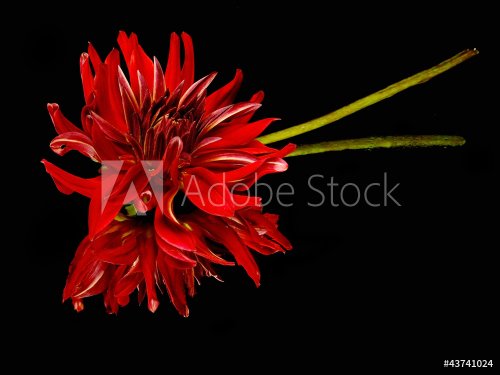 dark red dahlia flower - 901142661
