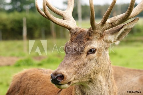 Deer close-up - 901137975