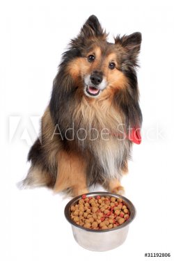 Dog sitting with food  bowl - 900228912