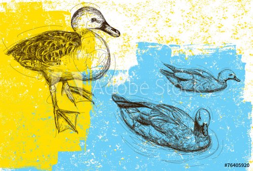 Ducks background
