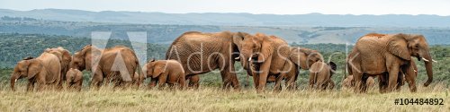 Elephant Herd - 901151796