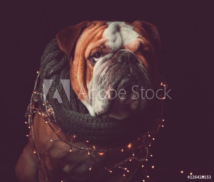 English bulldog with Christmas lights
