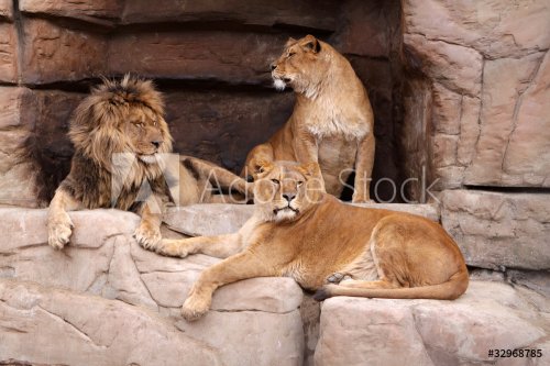 Family of lions - 901139410