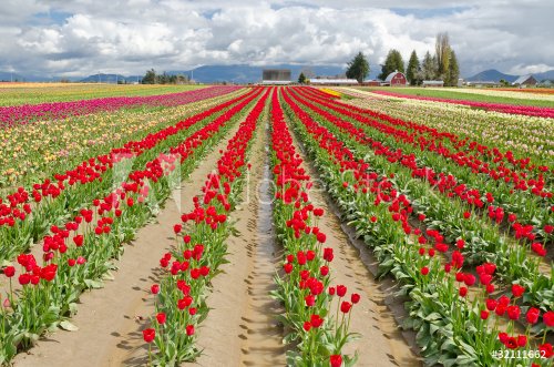 Field of tulips at Skagit, Washington State, America. - 900433811