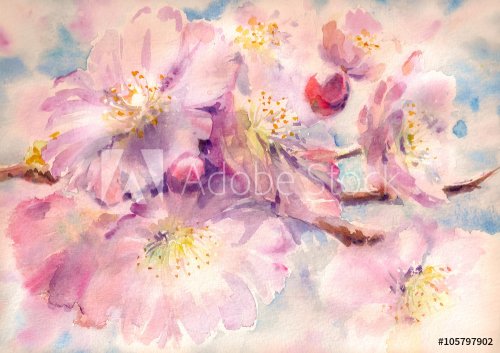 Flowering branch of the cherry tree watercolor painted - 901153786