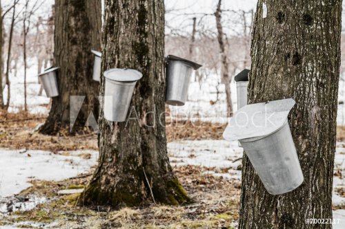 Forest of Maple Sap buckets on trees - 901145678