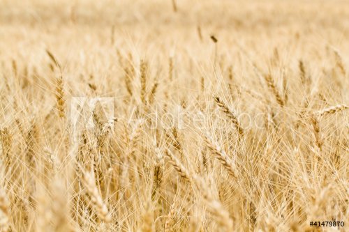 Gold wheat field - 900451741