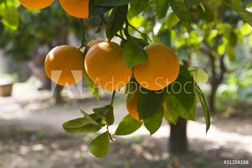 Grappolo di arance sull'albero - 900572870