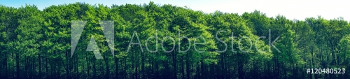 Green trees scenery in panorama - 901149823