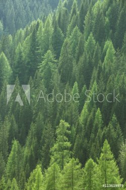 Healthy green trees in a forest of old spruce, fir and pine