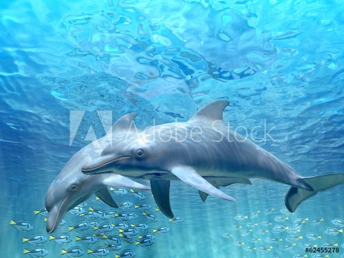 HI res Dolphins under water - 901144575