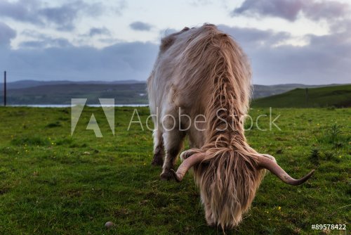 Highland cow in the meadows, Skye island, Scotland
