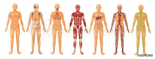 Human Body Systems - 901145750