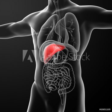 Human digestive system liver red colored - 901145845