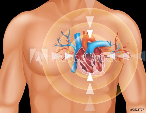 Human heart in close up diagram
