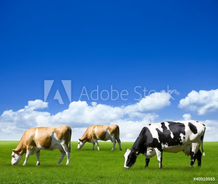 Kühe auf der Weide - 900425011