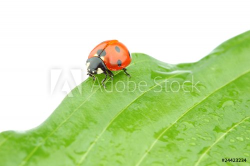 ladybug on leaf - 900437121