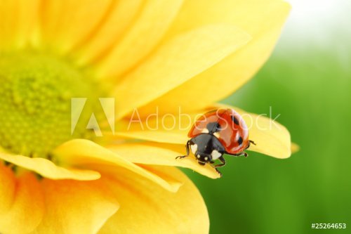 ladybug on yellow flower - 900437114