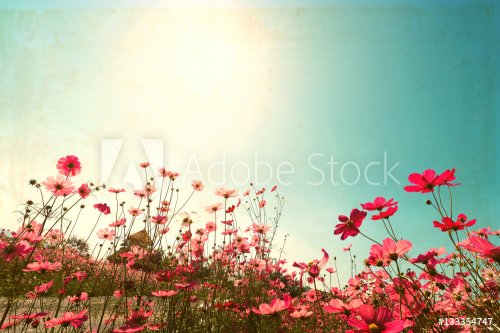 Landscape vintage nature background of cosmos flower field with sunlight blue... - 901148990