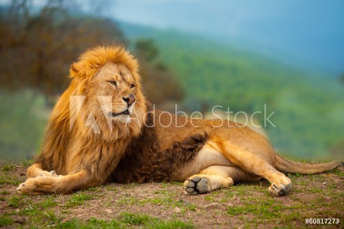 Lion male having a rest lying on the mountain - 901141294