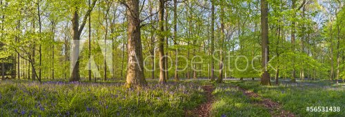Magical forest and wild bluebell flowers - 901143202