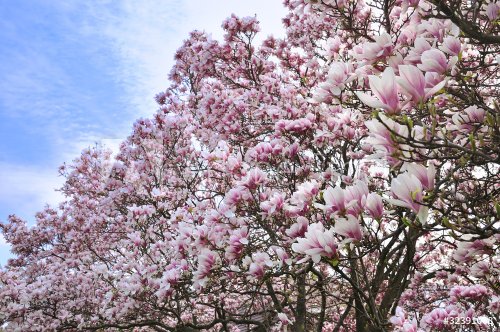 magnolia flowers