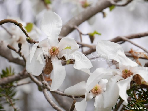 Magnolia flowers blooming beautifully in Spring - 901154592