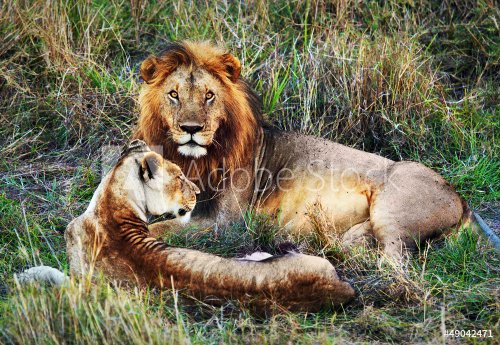 Male lion and female lion. Safari in Serengeti, Tanzania, Africa - 901139440
