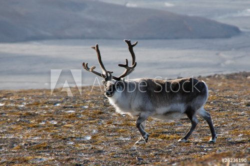 male reindeer