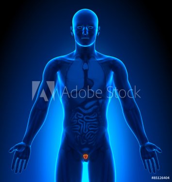 Medical Imaging - Male Organs - Prostate - 901145812