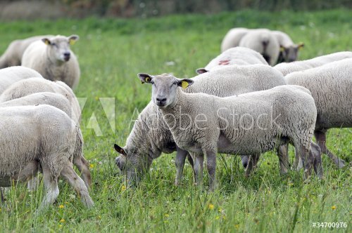 Moutons Vendéen