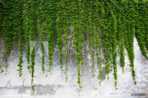 Old concrete wall covered with the green ivy - 901145504