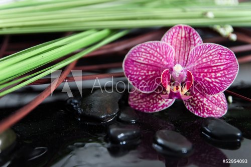 orchid and black stones with palm leaf and reflection