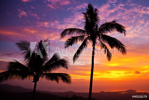 palm trees on the background of a beautiful sunset - 900340811
