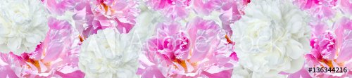  panorama  pink  and white peonies - 901149291